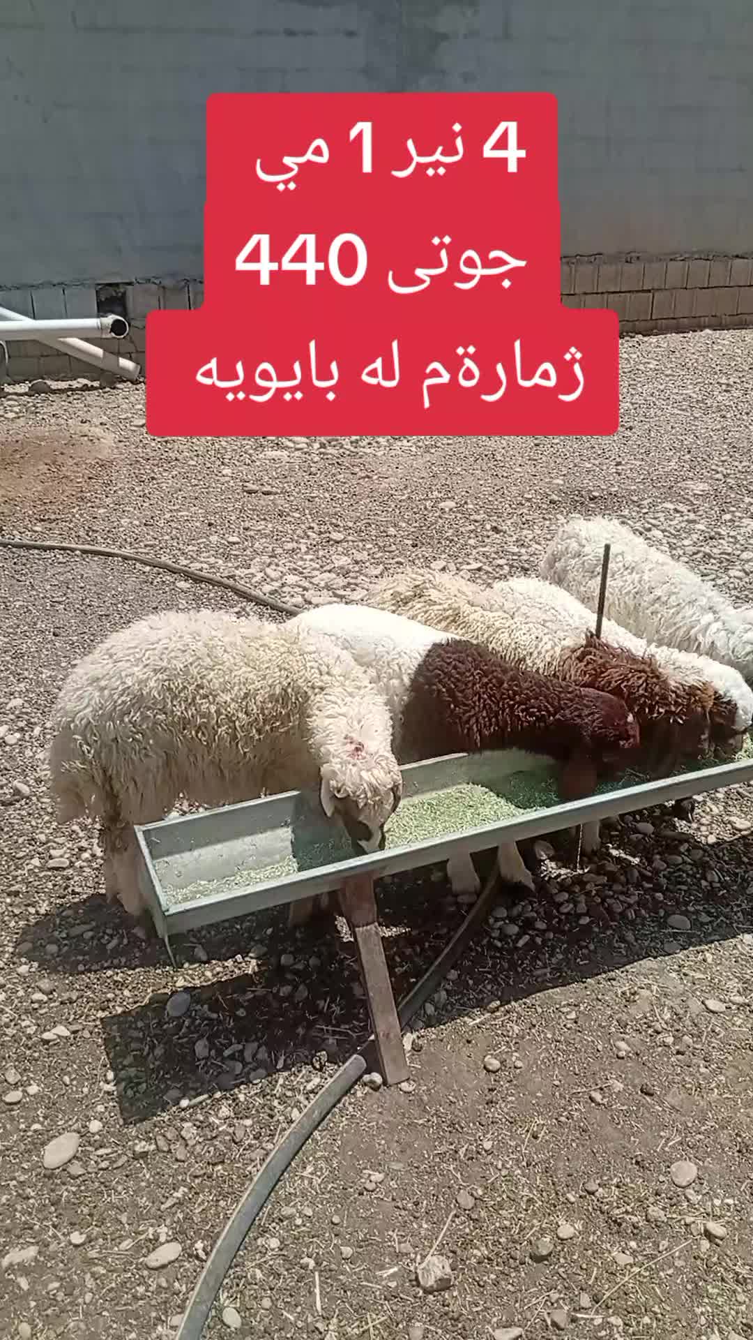 @احمد الكوردي