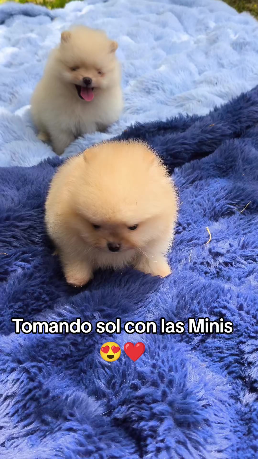 @Pomerania chile