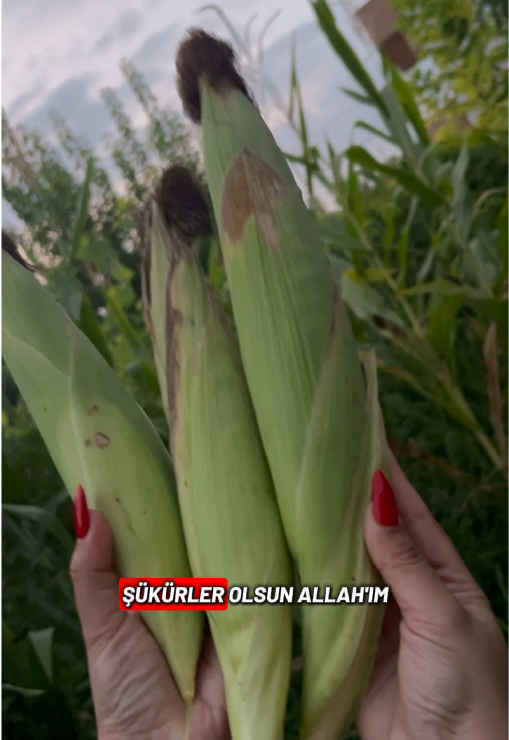 @Kılıç Kraliçesi