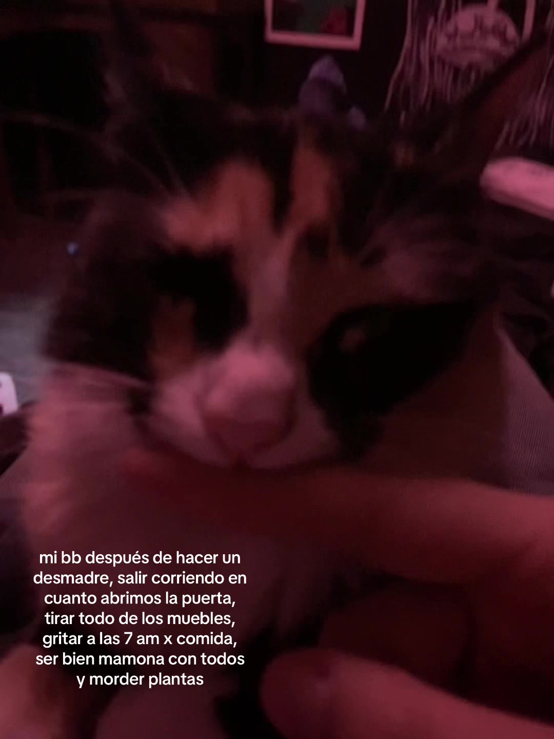 @tisha
