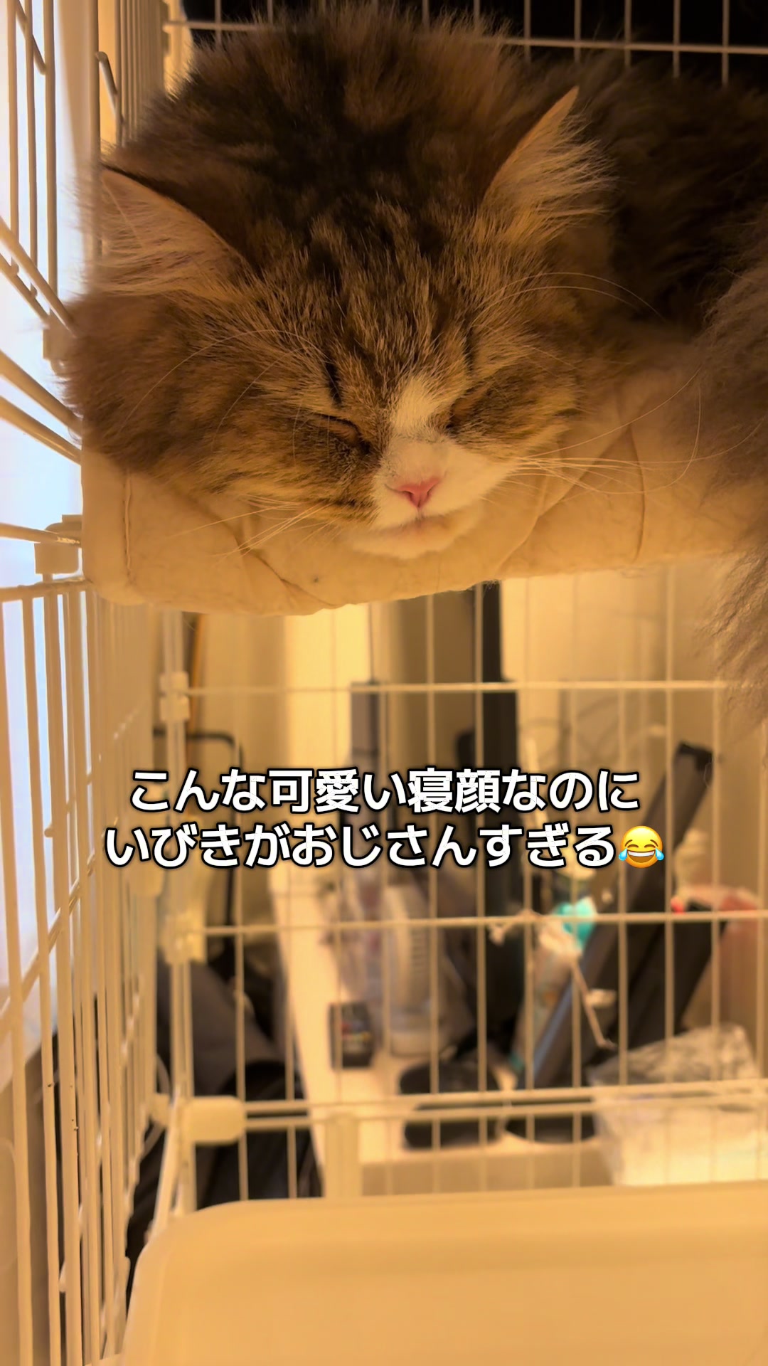 @ミヌエットのチャム