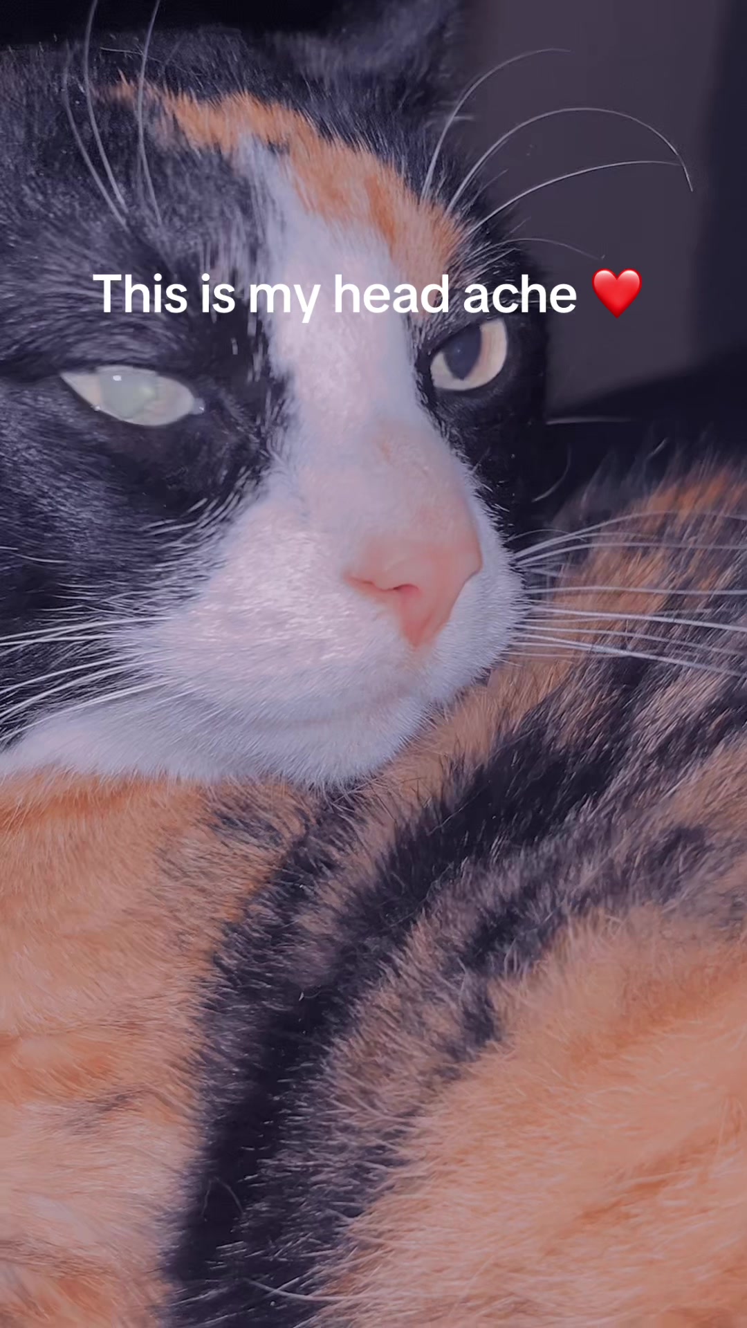 @STUDTINGZ🙃