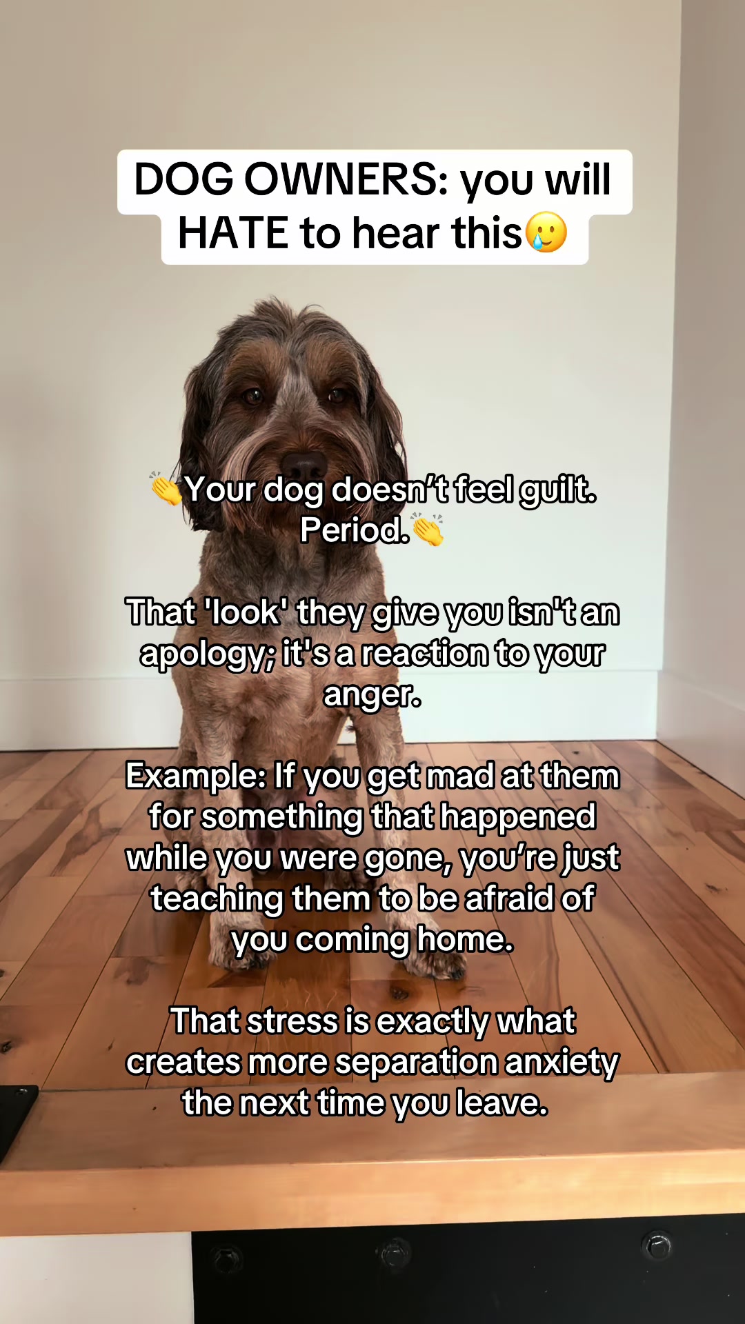 @Dogs Made Simple