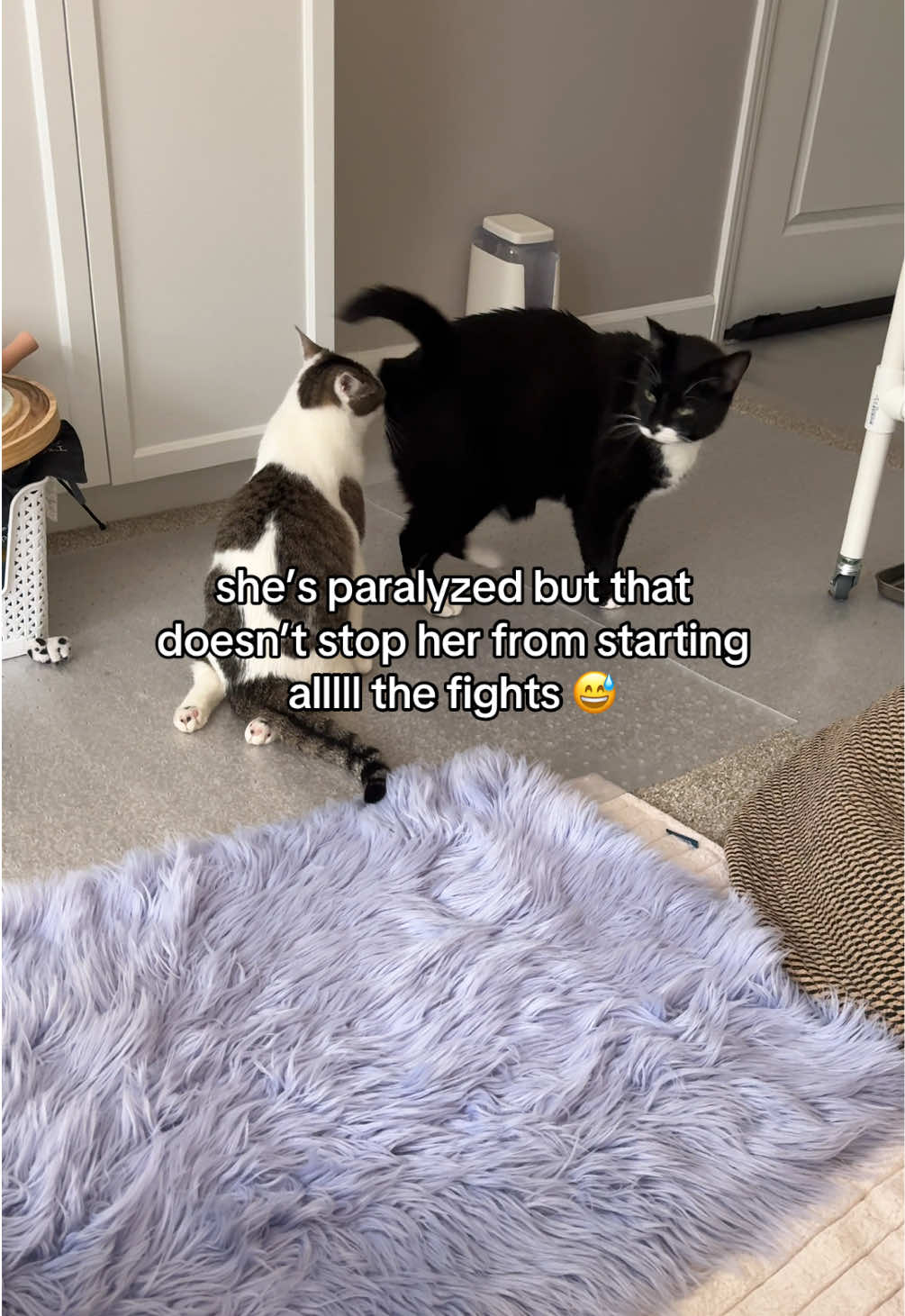 @Parcel the Paralyzed 😻