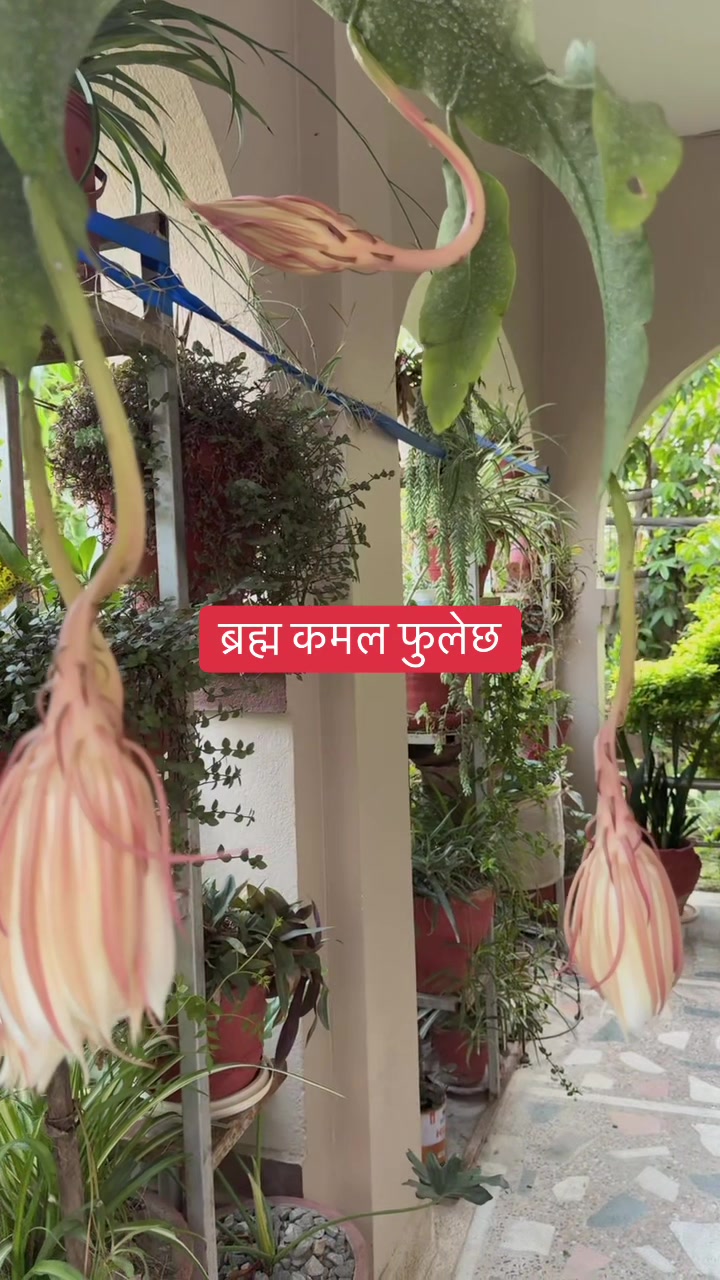 @Gyanendra Raj Sharma