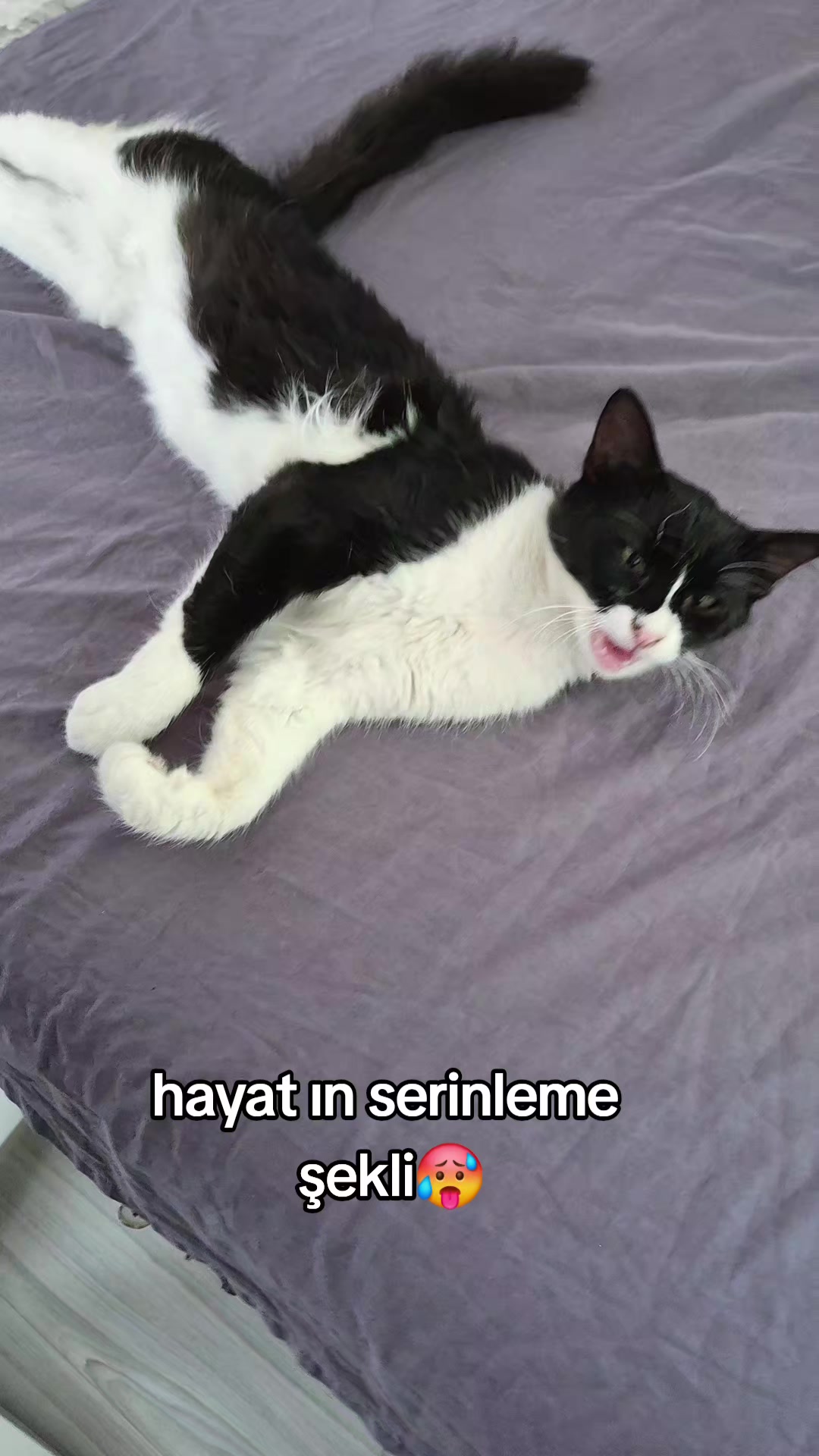 @kuzey