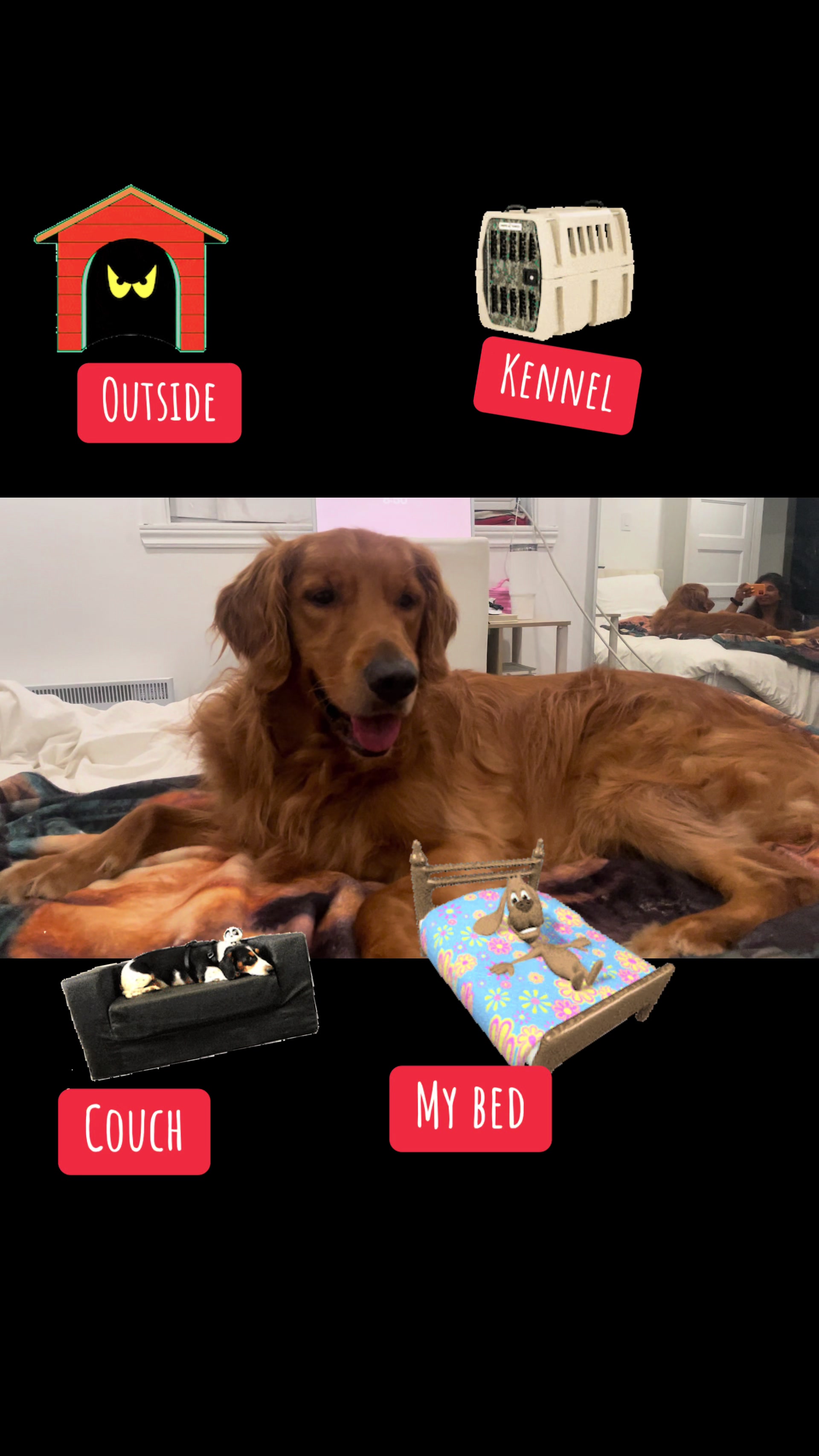 @Cooper the Golden Retriever 🦮