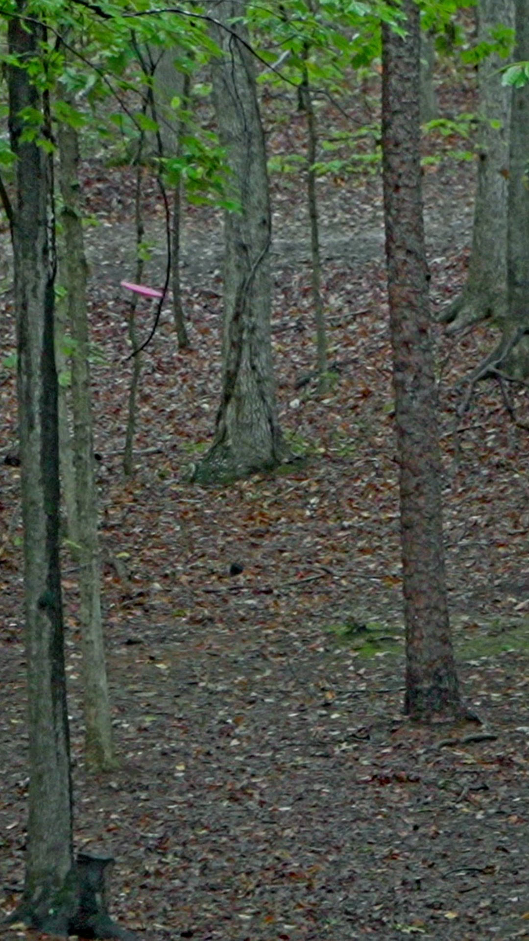 @Foundation DiscGolf
