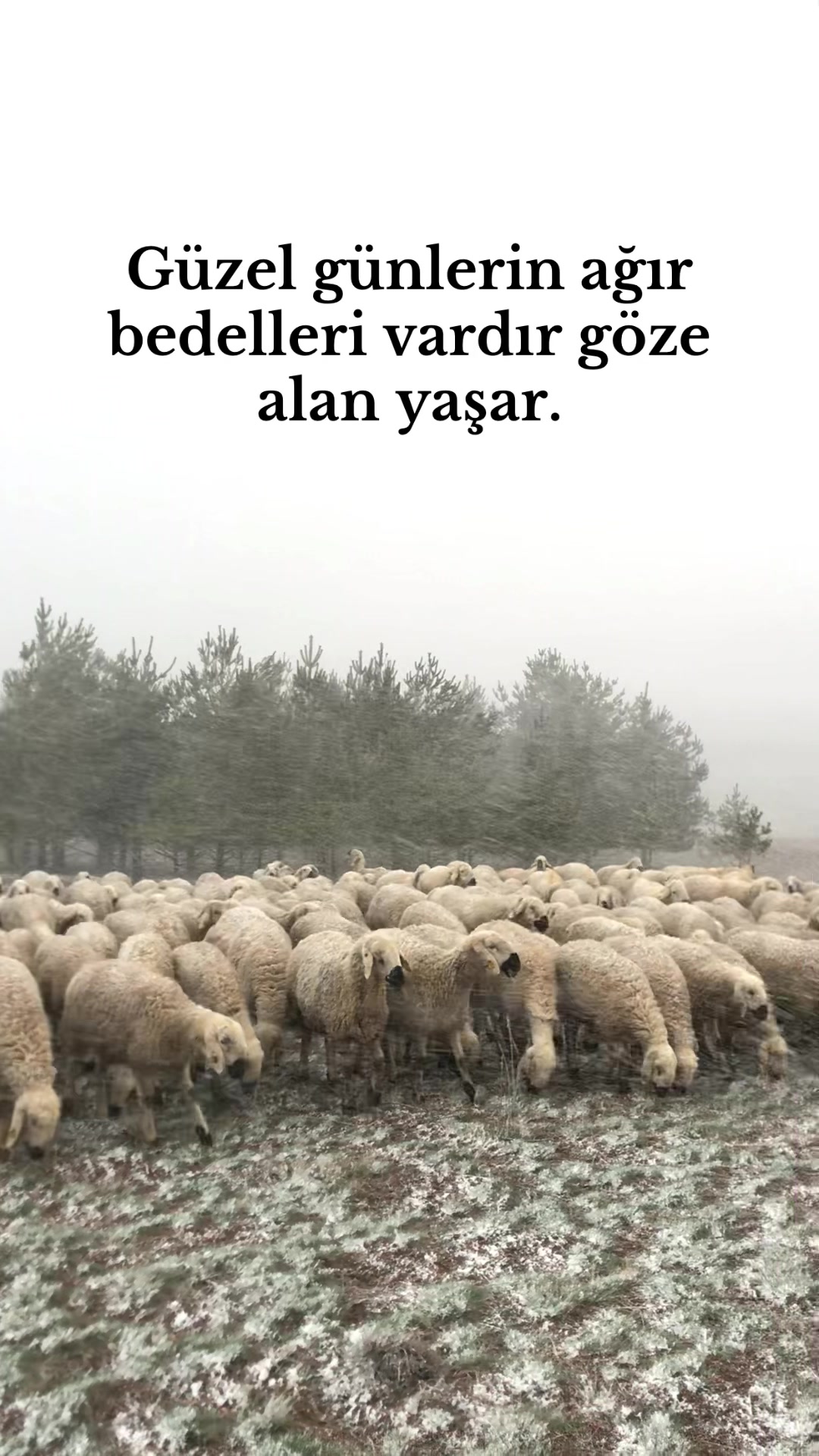 @🇹🇷TOPRAK KAYA🇹🇷