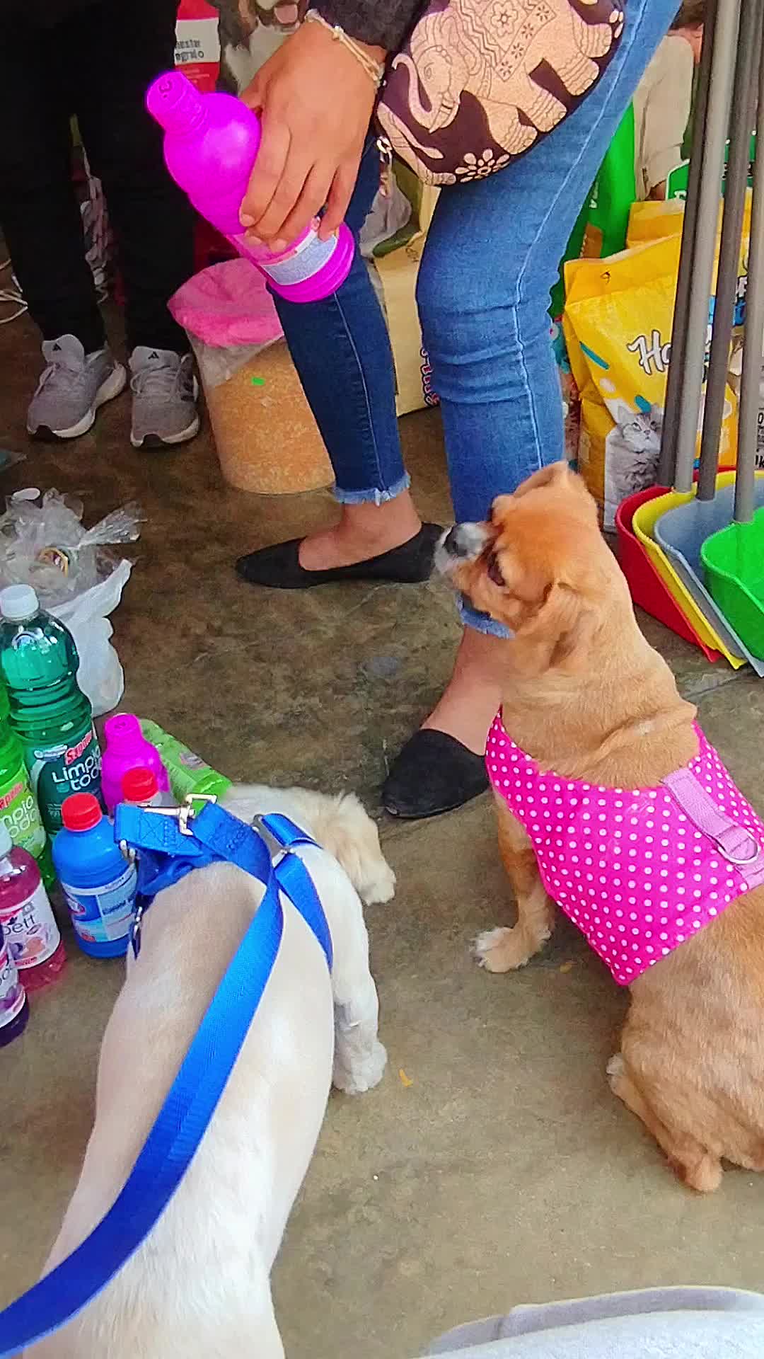 @El diario de Lia🐶🐾