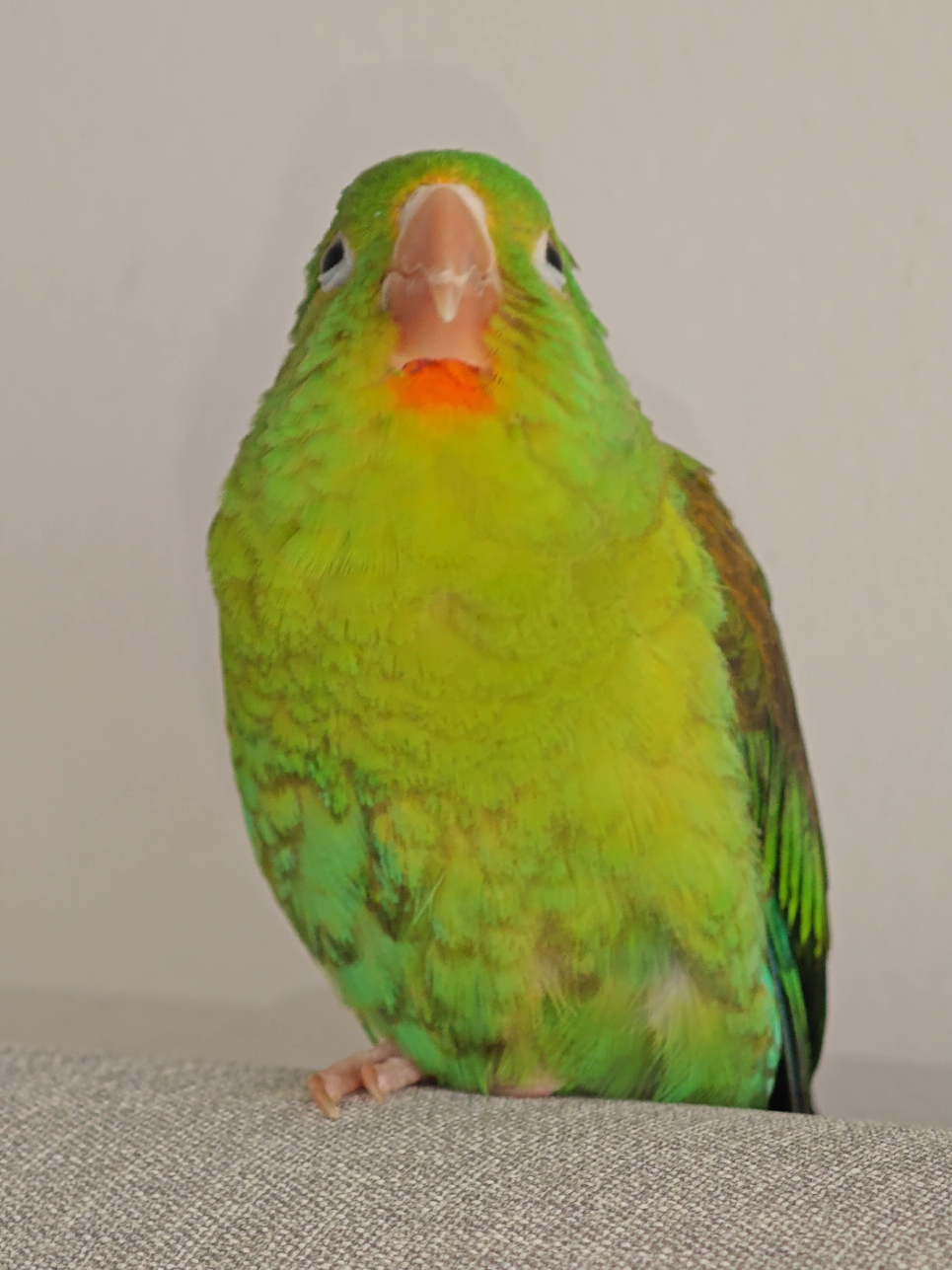 @Pohli