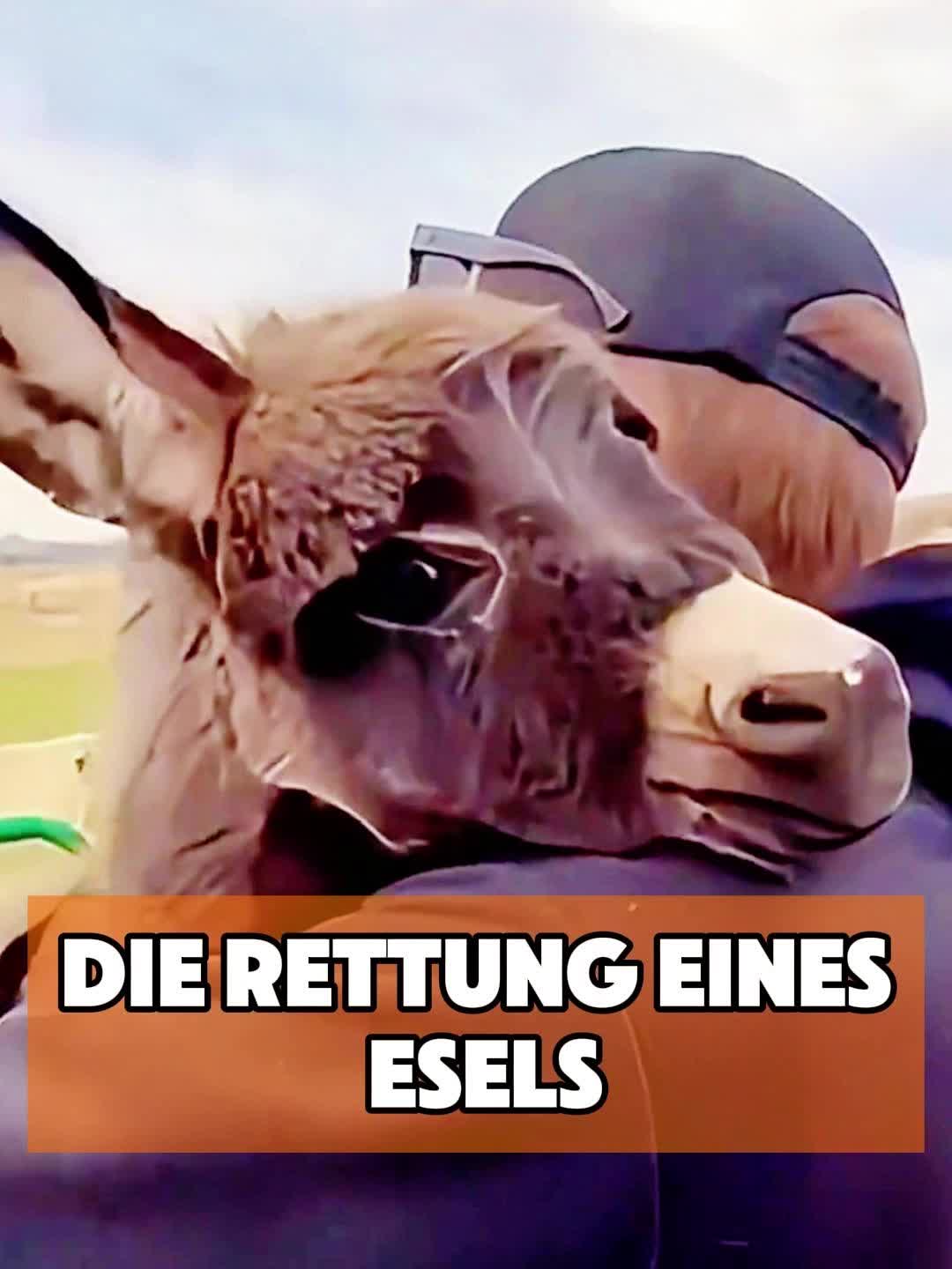 @toto_tier