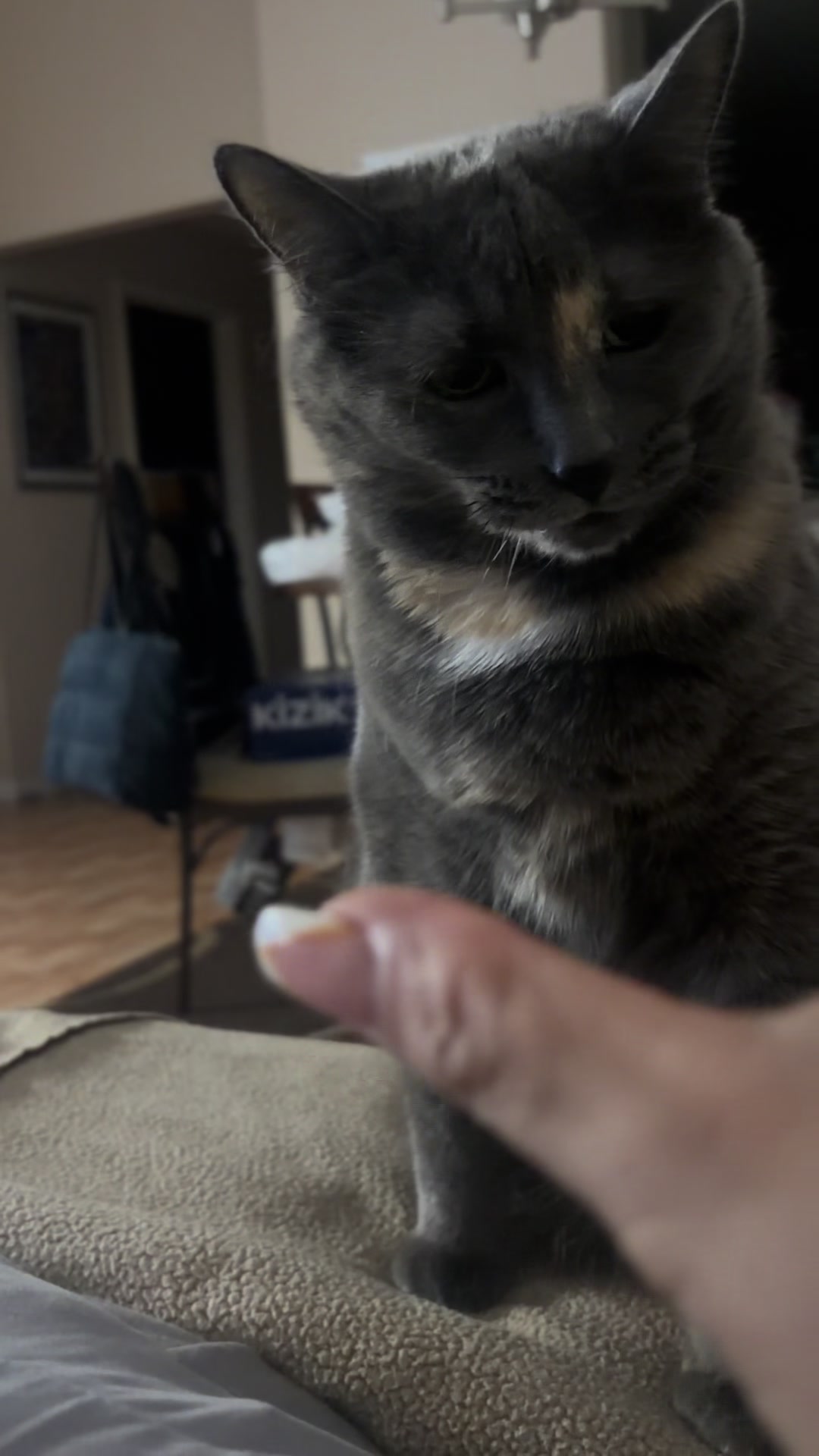 @Krazypaws🐾