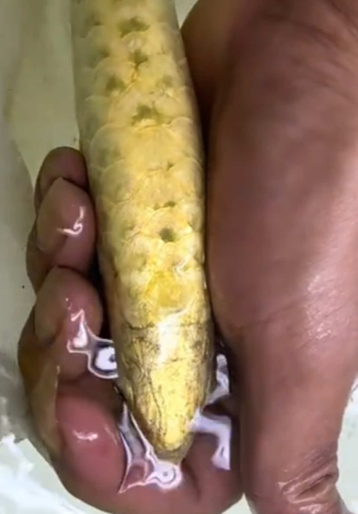 @MK AROWANA SPECIALIST