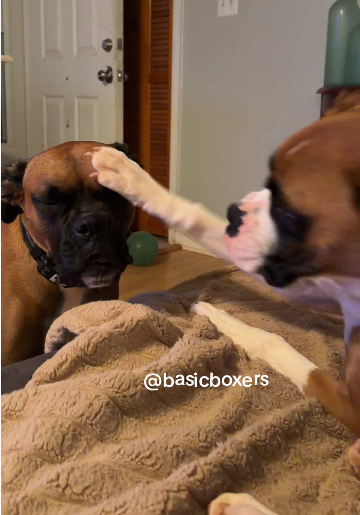 @basicboxers