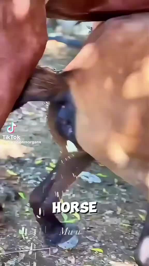 @Wild life