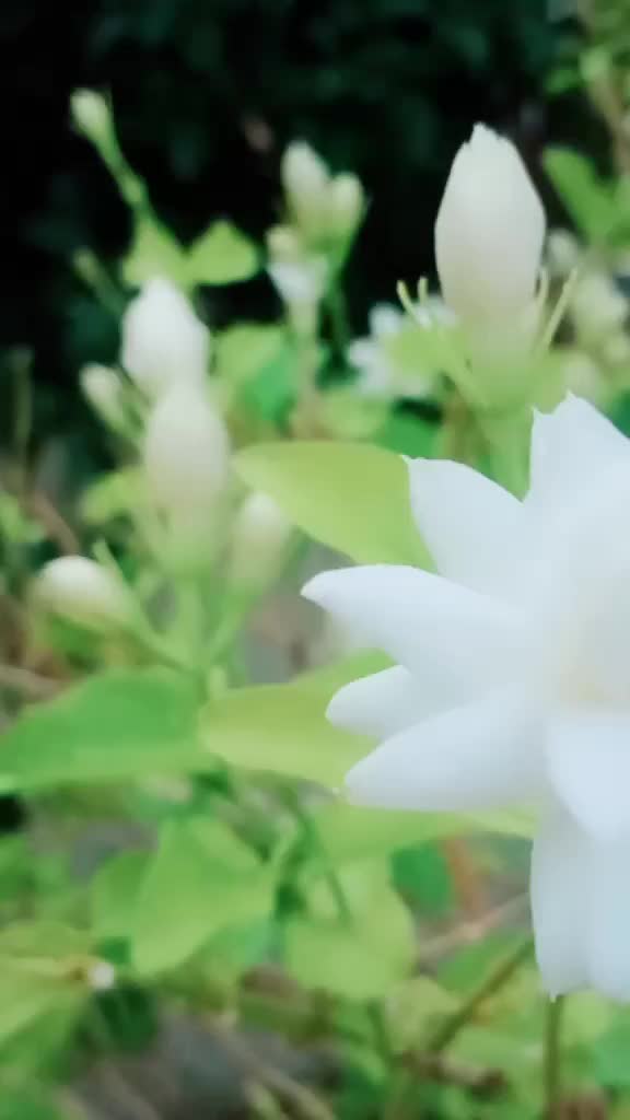 @Radhika 944