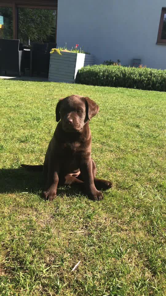 @MoccaChocoalateLab