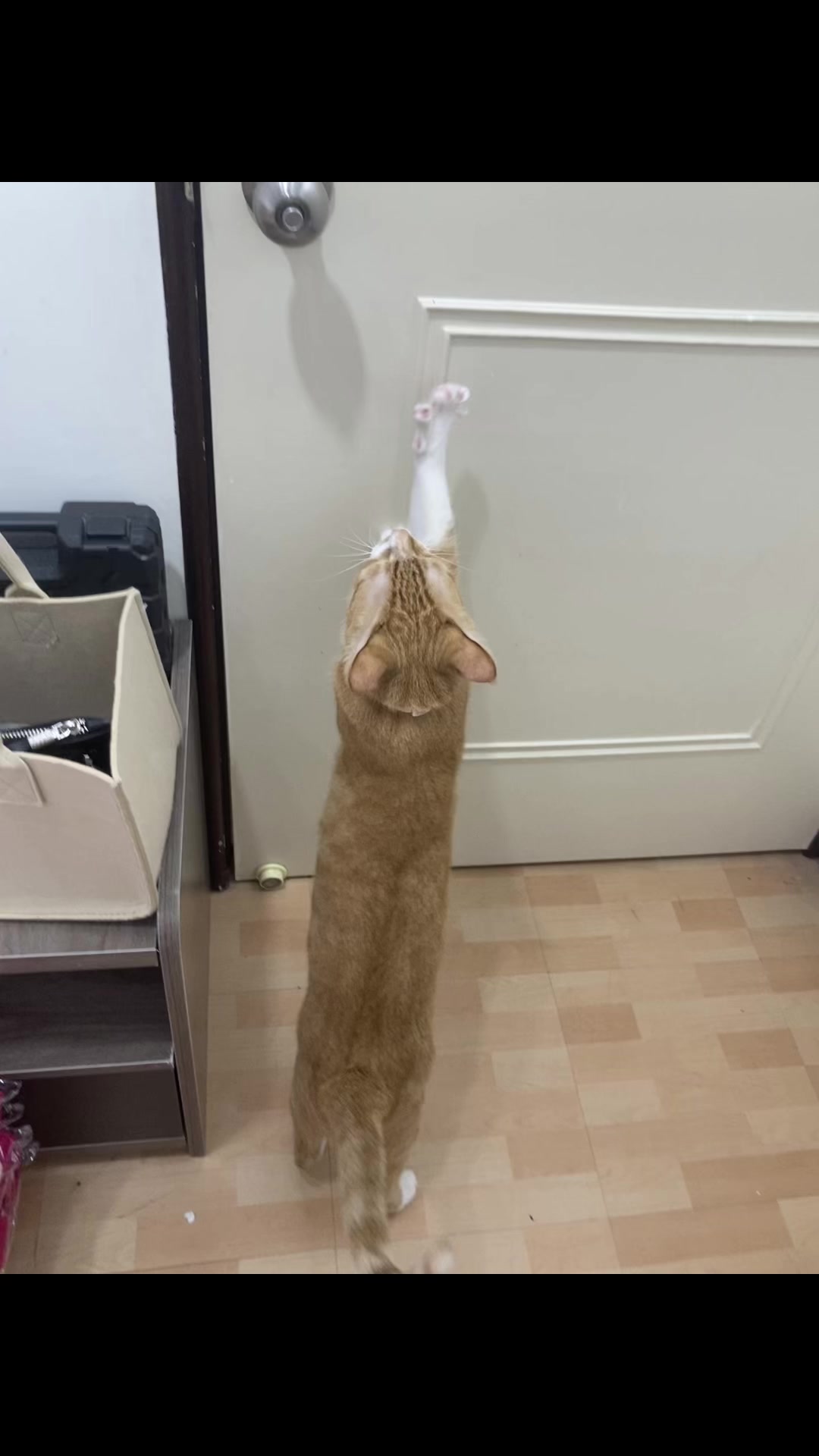 @柑仔弟弟