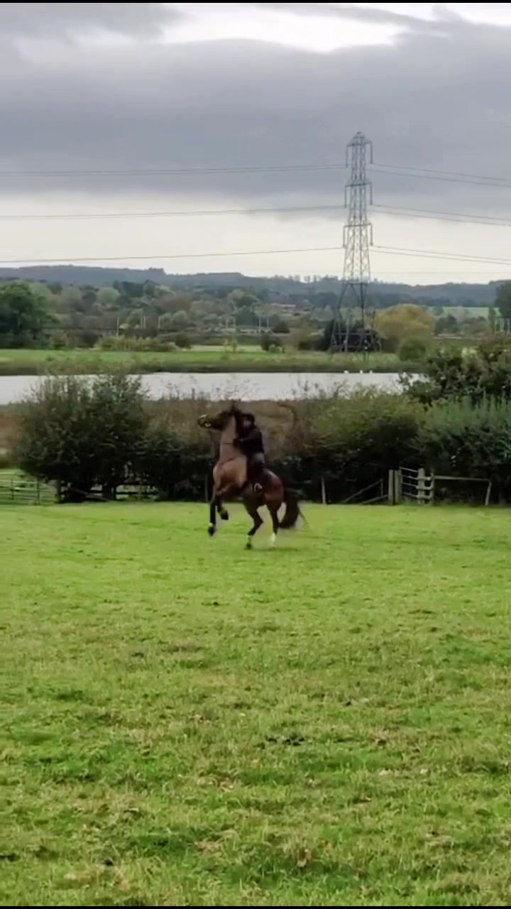 @ypequestrian