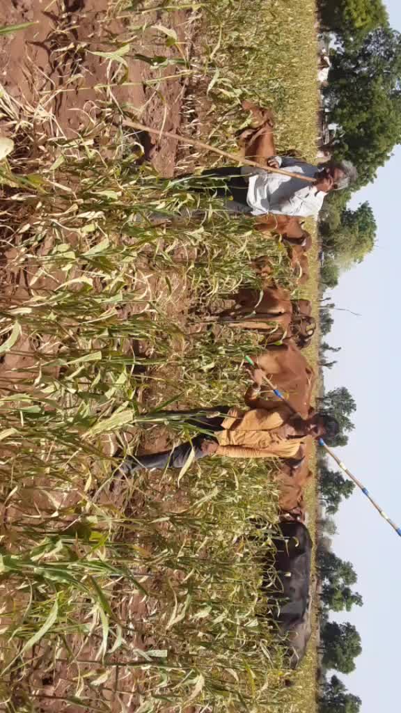 @Sukhdev Bharvad