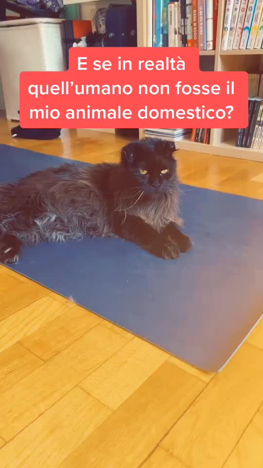 @Domenico Ravier