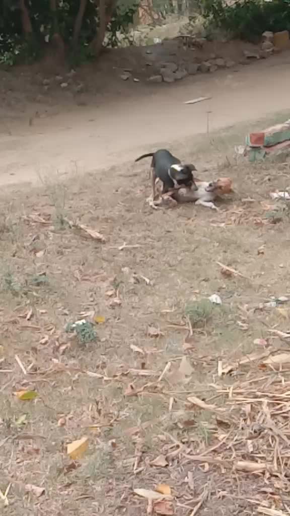 @dhanush