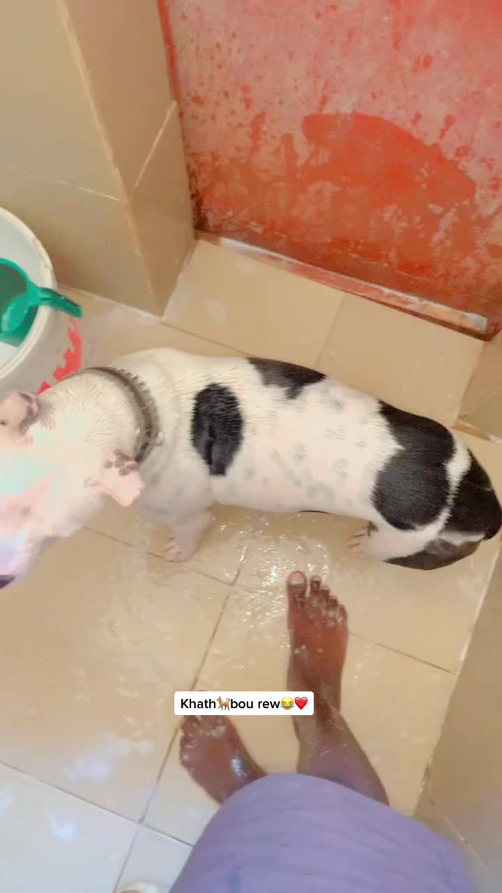 @Momoparleauxchiens🇸🇳🇩🇪