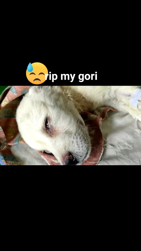 @rajat thakur