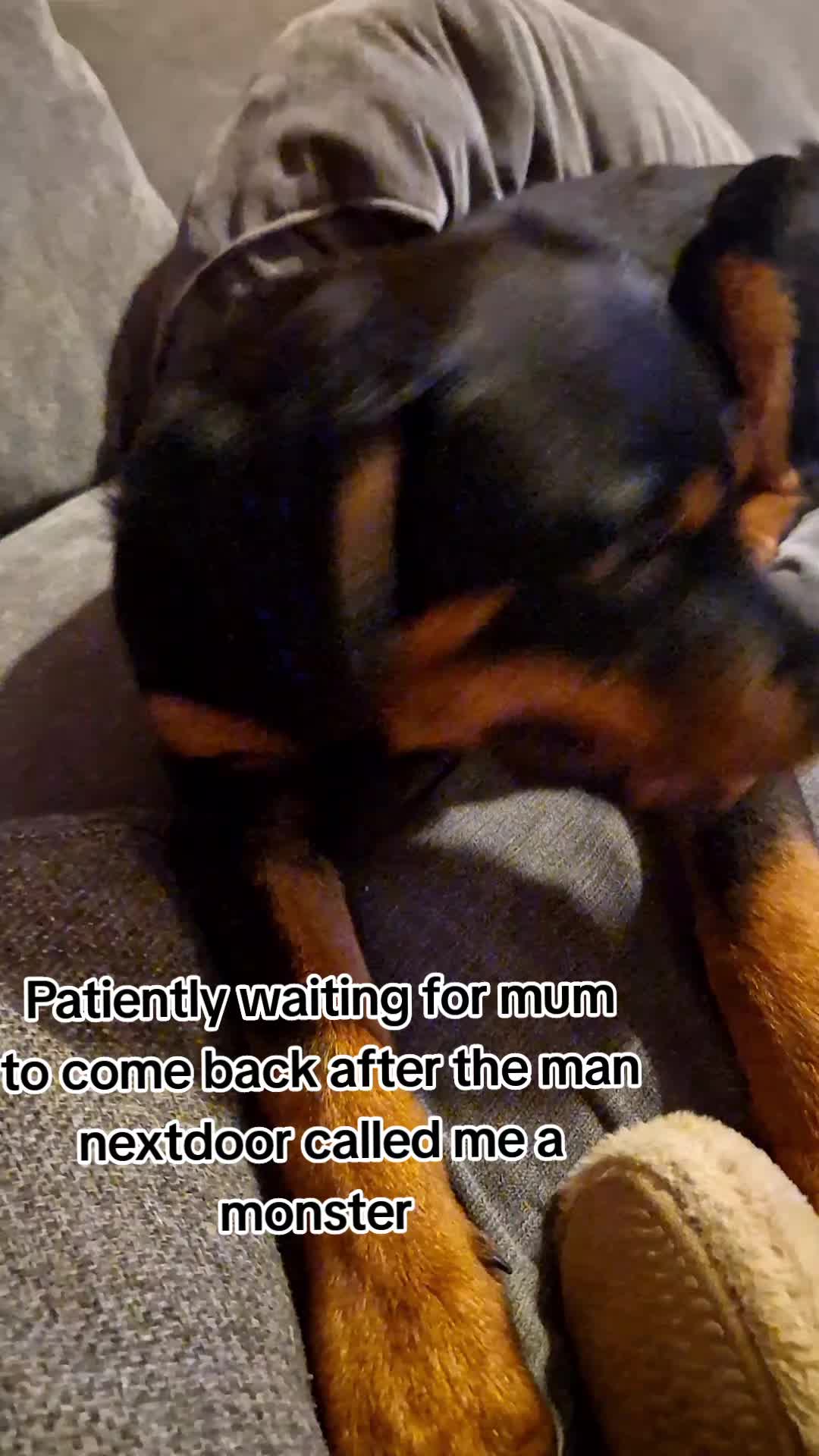 @Sam and the Furbabies