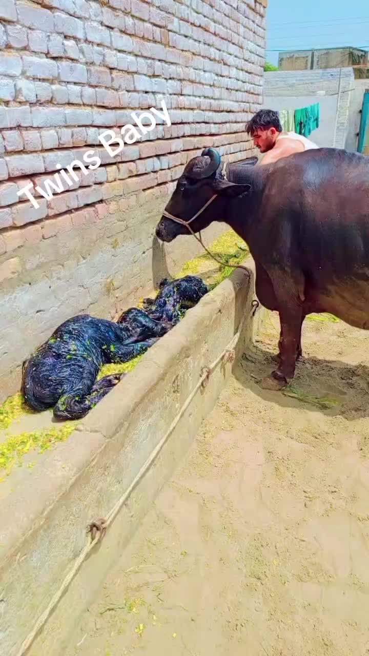 @💖🐄یوسف خان گوندل الہ 💖🐄