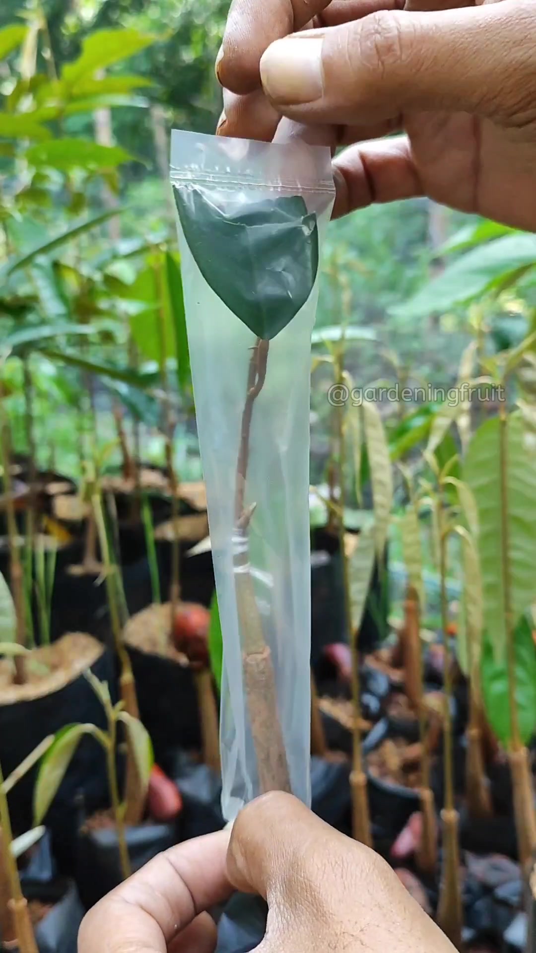 @GardeningFruits