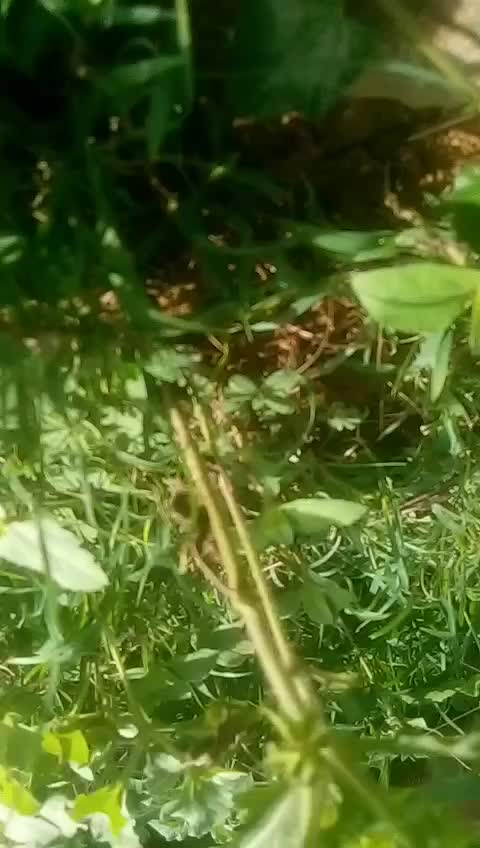 @Agri veera