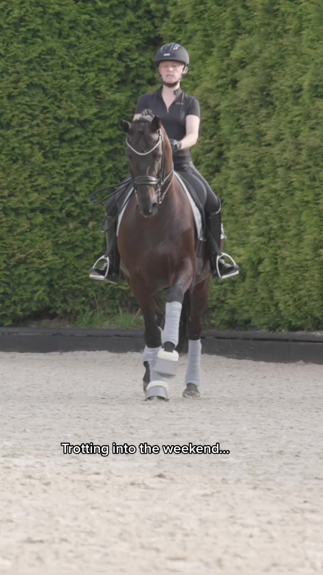 @Schwarze Equestrian