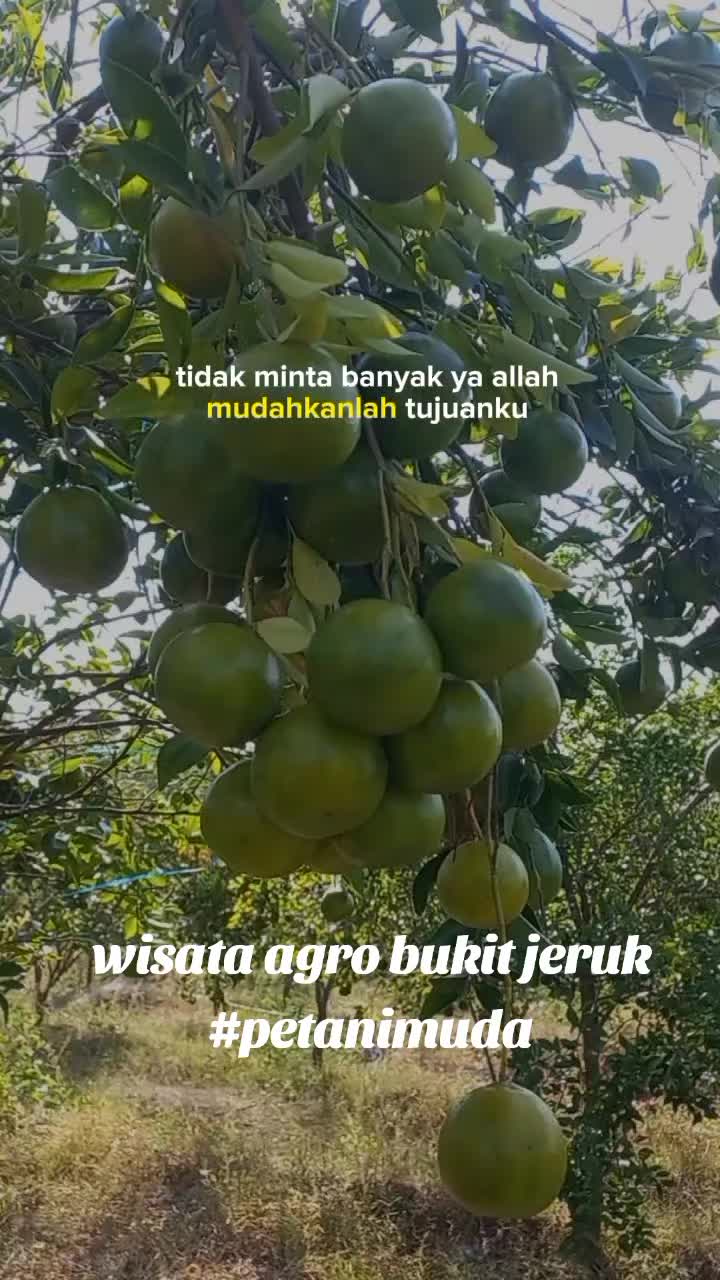@Wisata Agro Bukit Jeruk