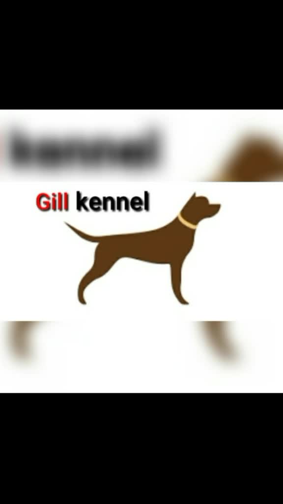 @GILL DOG FARM