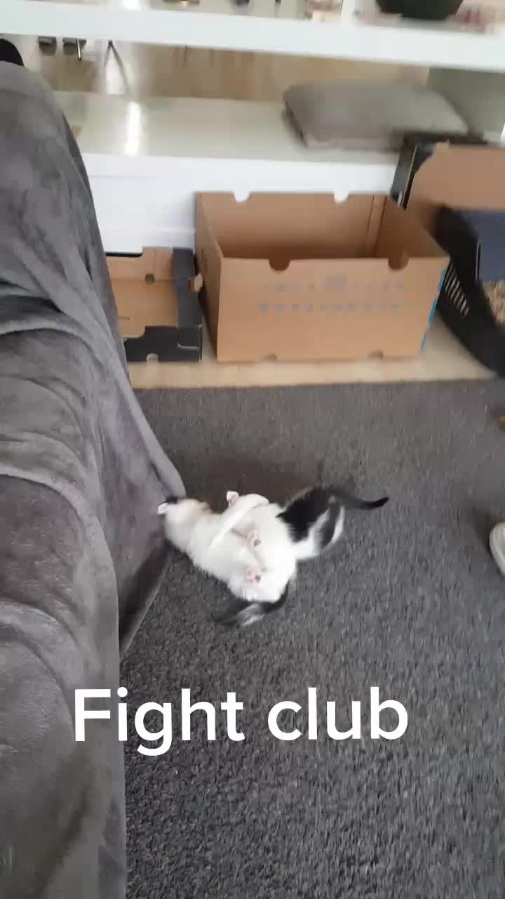 @Dutch Kitten family