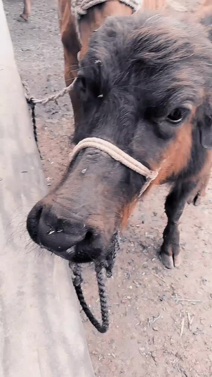 @Rahul Raj