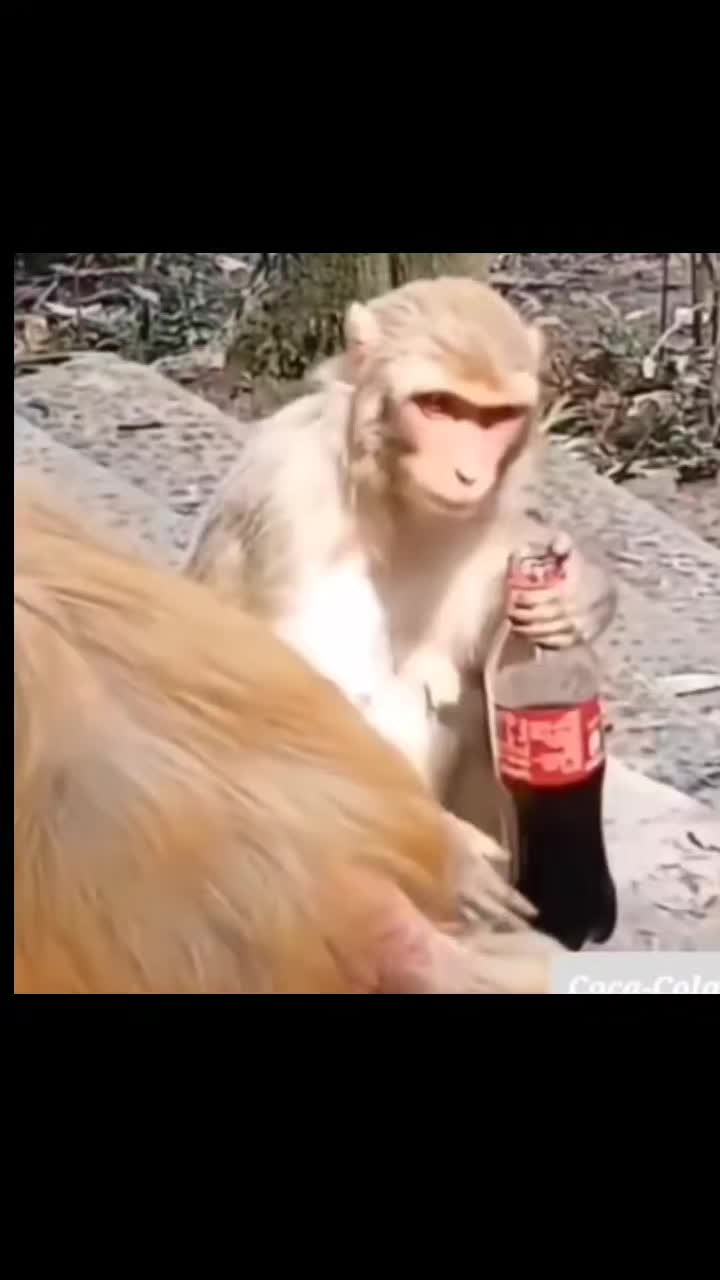 @monkeycaco77