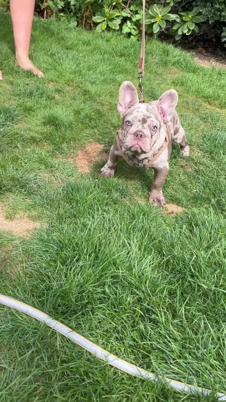 @rudzbulldogz