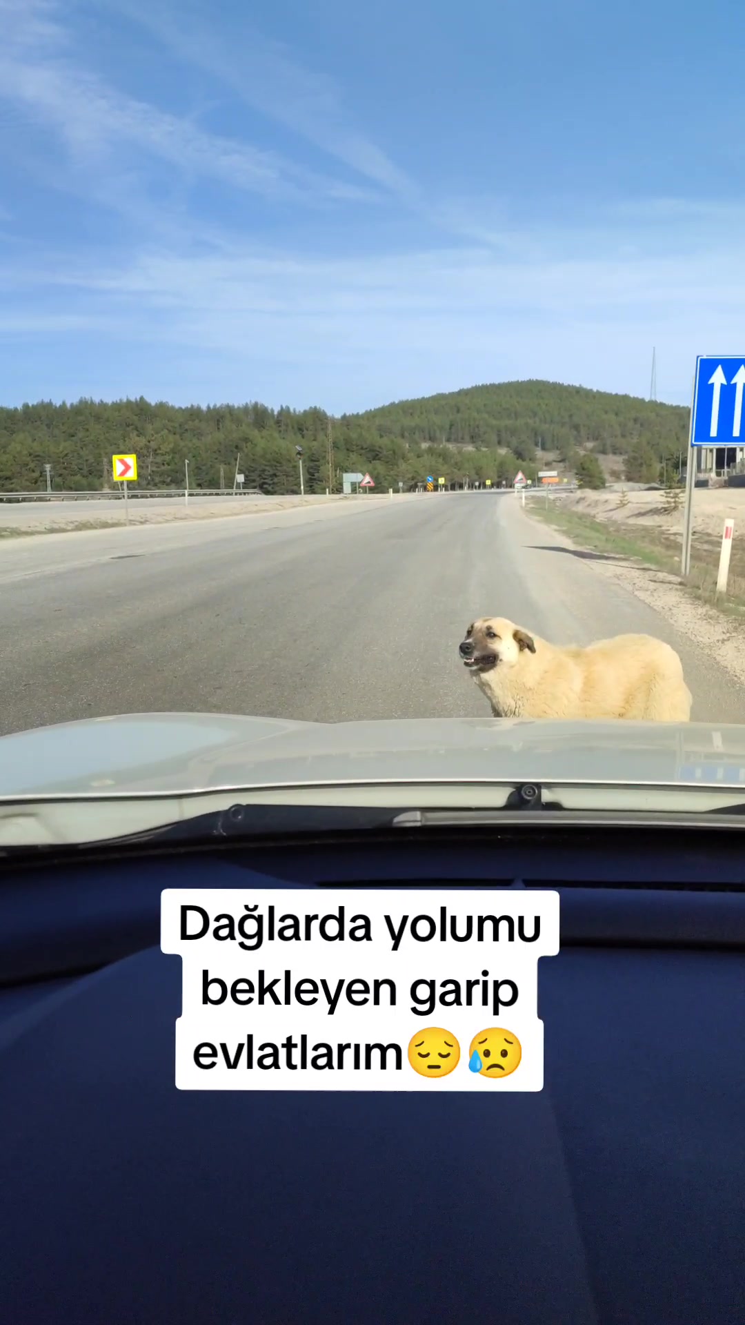 @azaphanecanlari