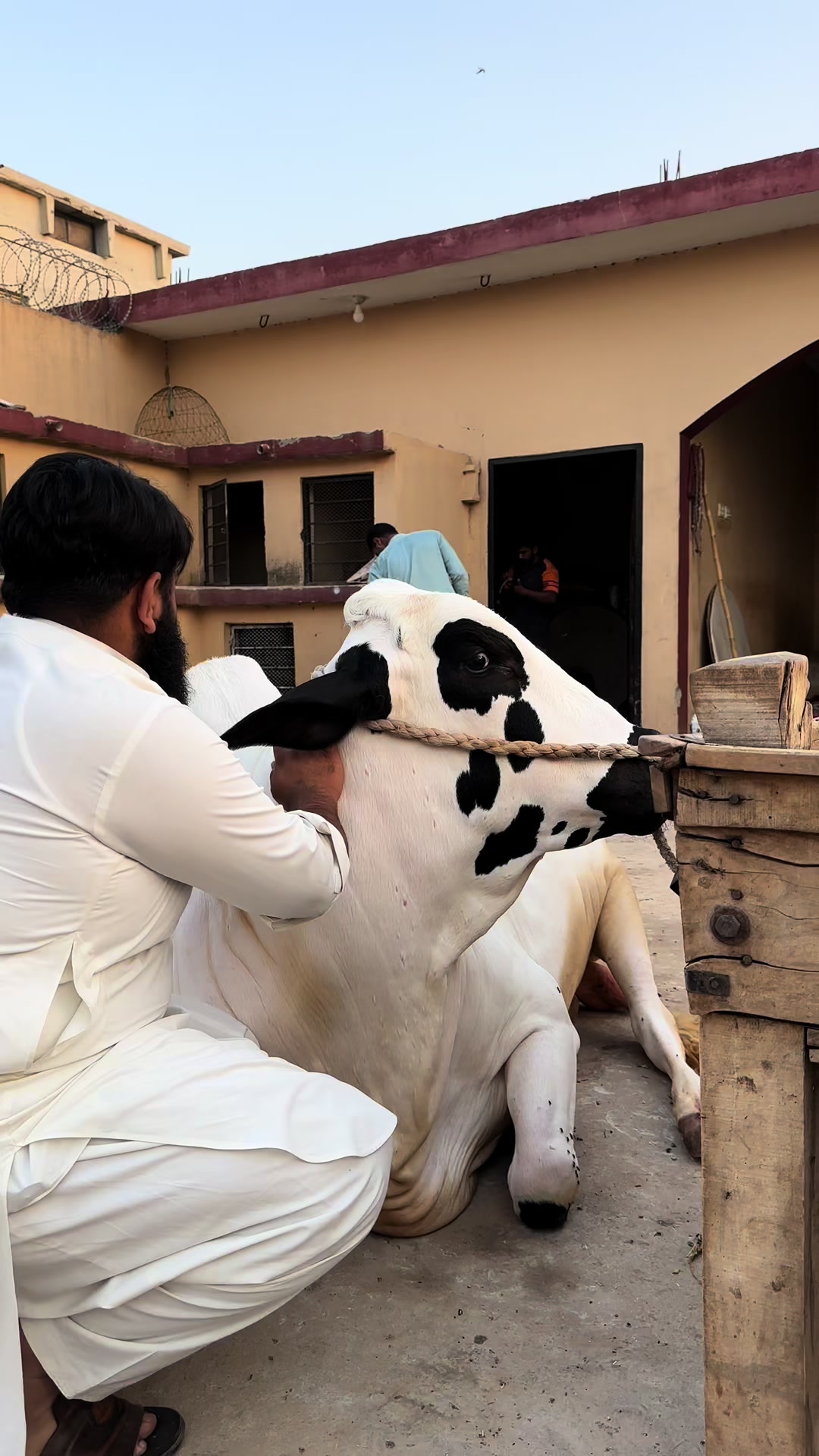 @TALHA CATTLE FARM