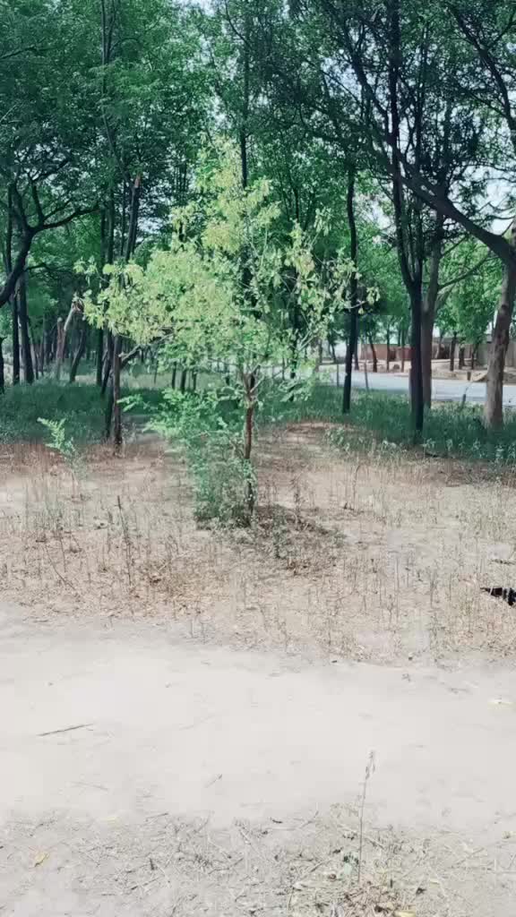 @balkaran chohan