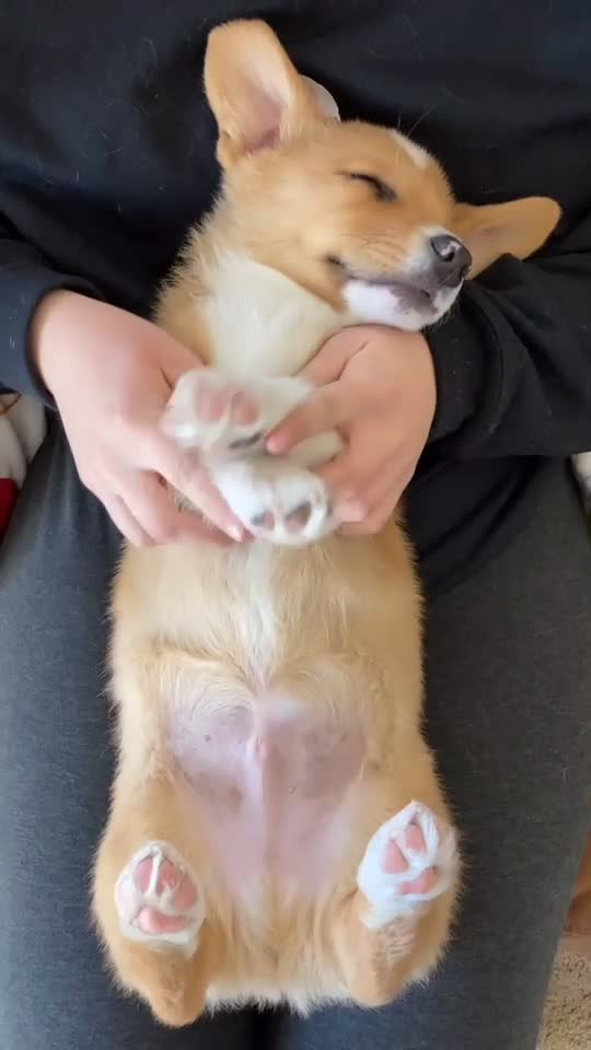@Cosmo The Cute Corgi