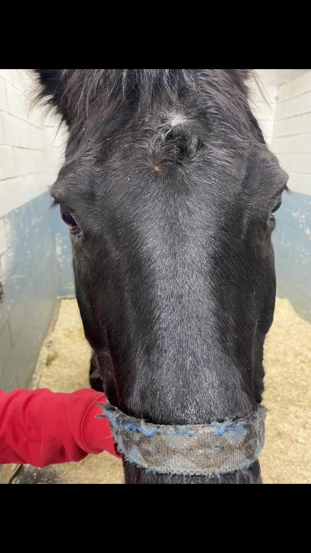 @EquineSurgeryOntario