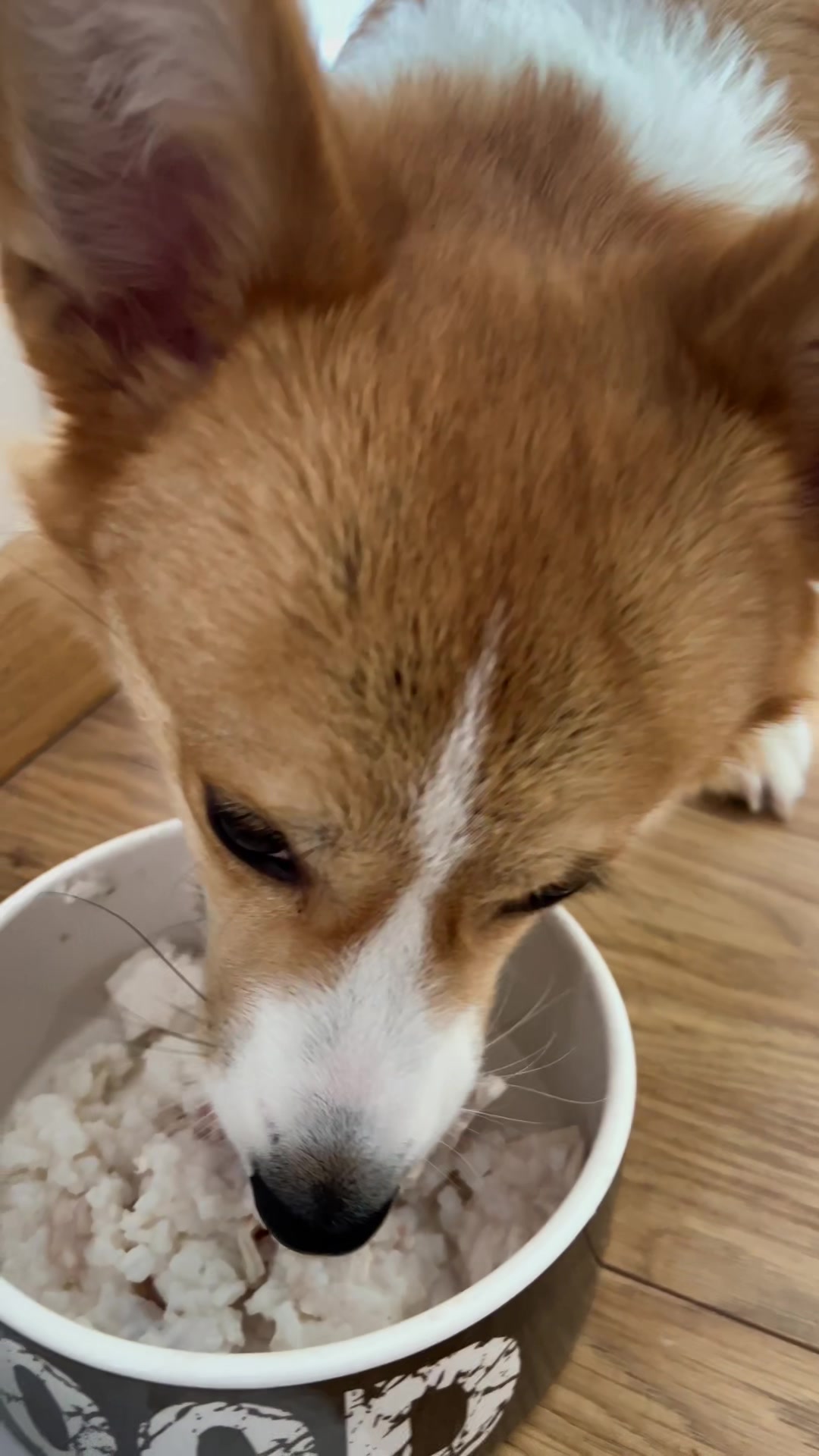 @Monty the Pembroke Welsh Corgi