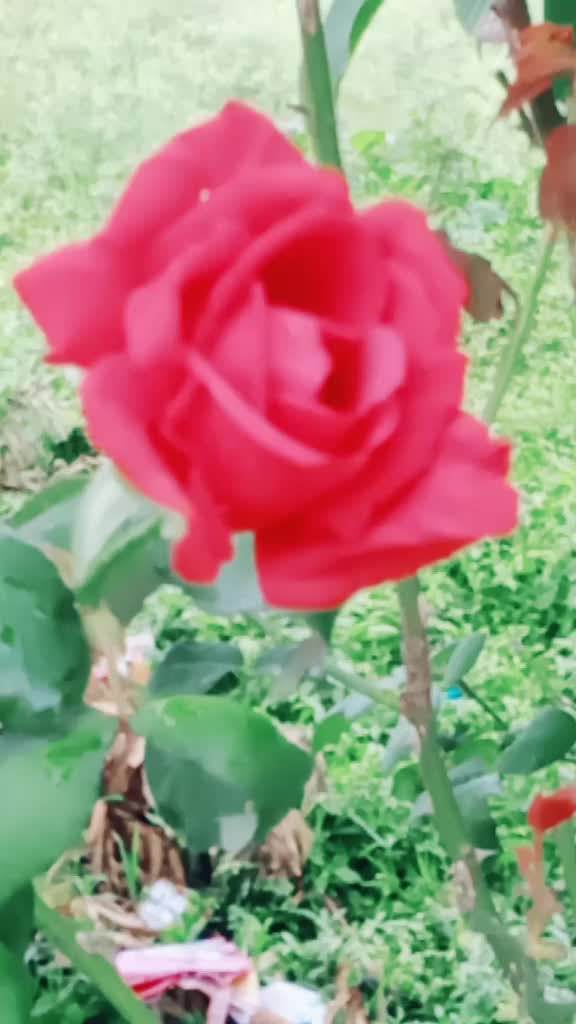 @SHWETHA_HASSAN