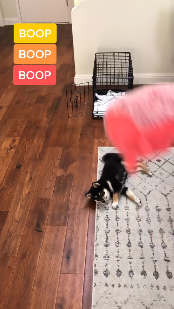 @Zoe the Shiba Inu