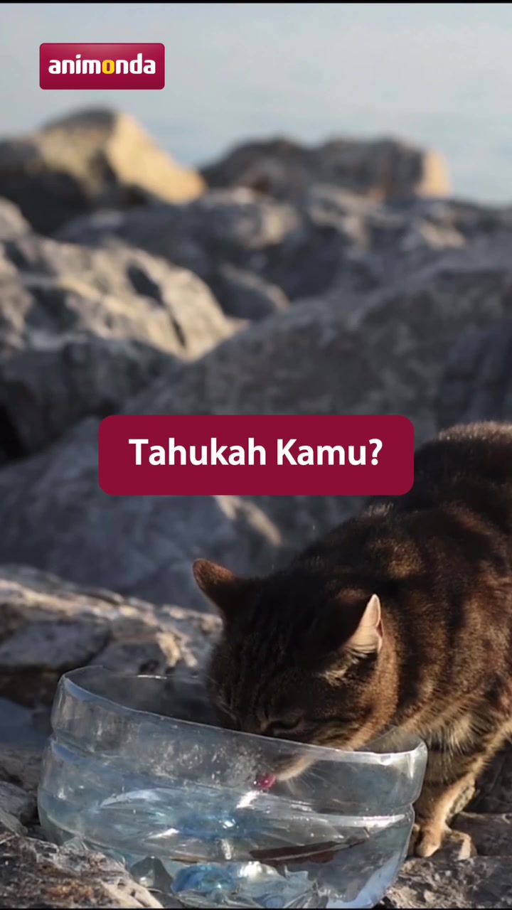 @Animonda Indonesia