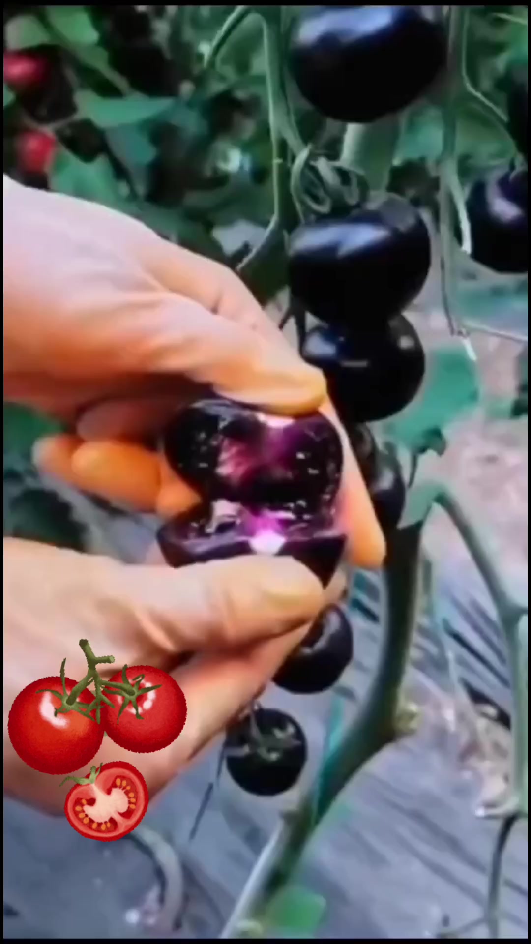 @hanifarm